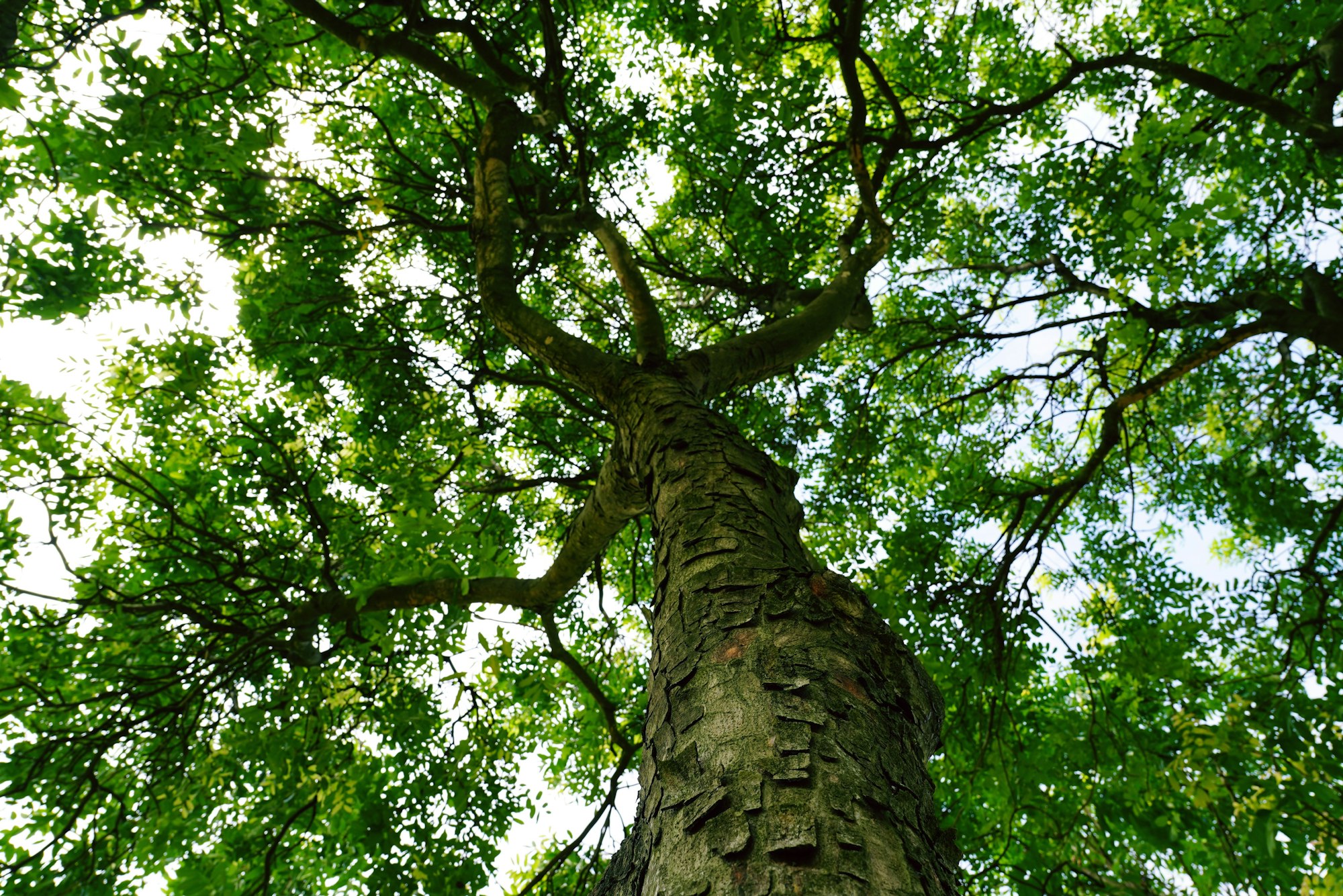 Tree Project